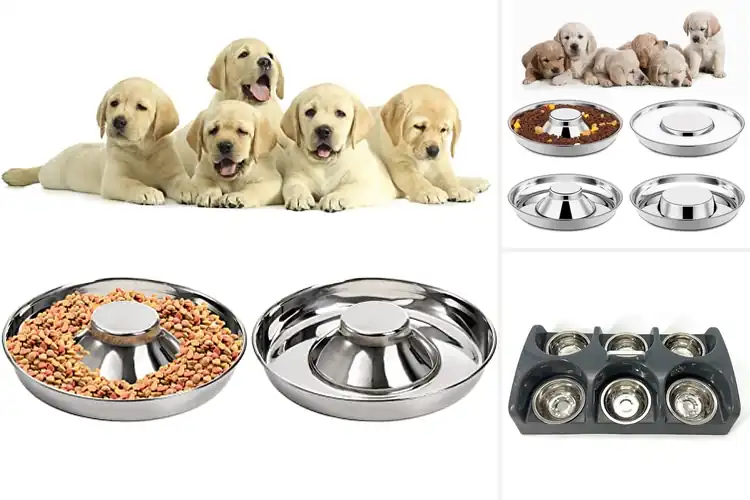 Detailed view of Best Puppy Feeders: Keep Your Pup Healthy & Happy
